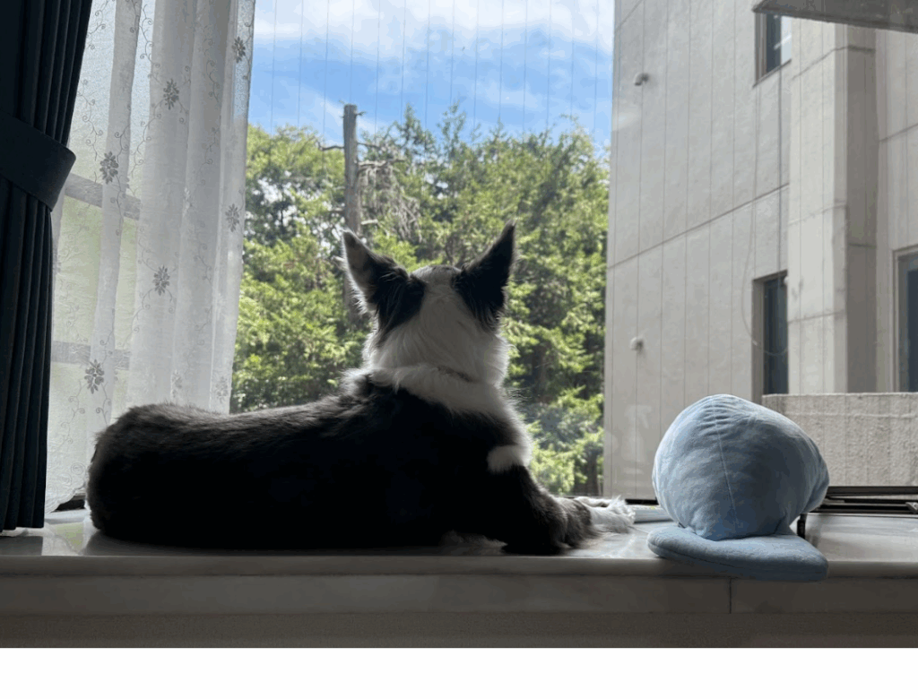外を眺めるボーダーコリー