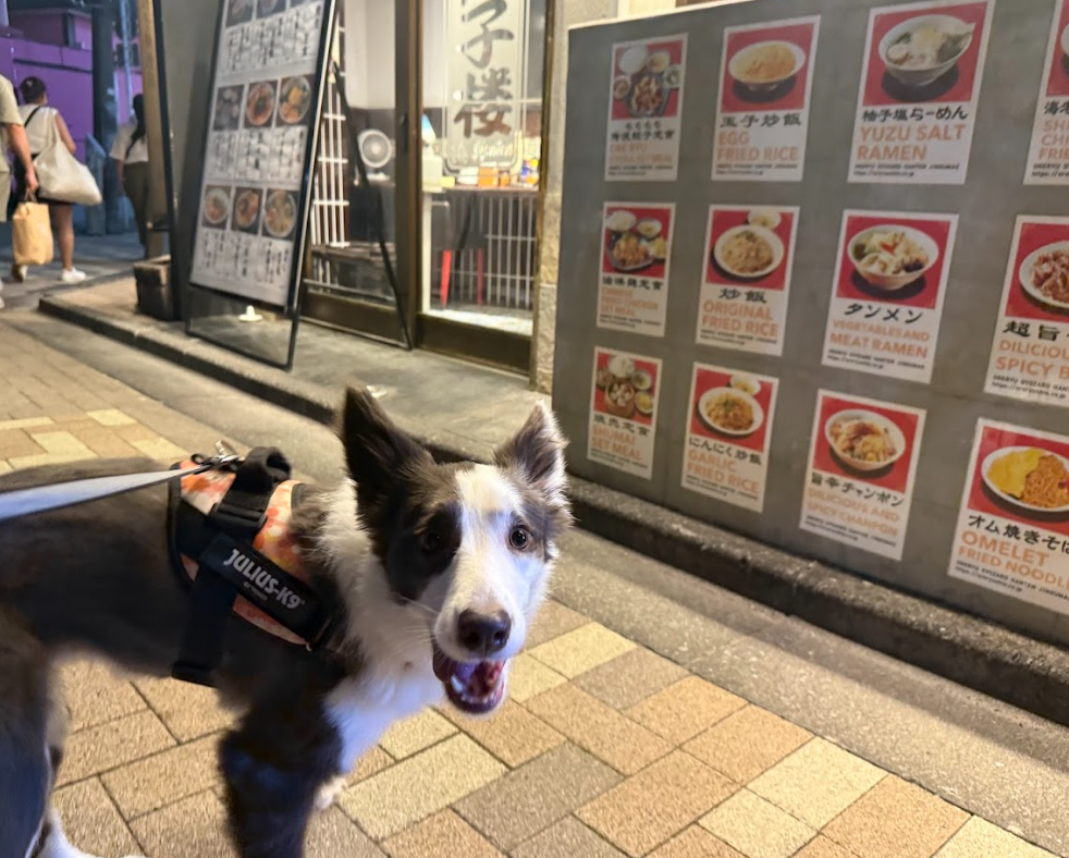 🌙飼い主さん、忙しすぎ！原宿ナイトさんぽ｜ボーダーコリーのルイの日記