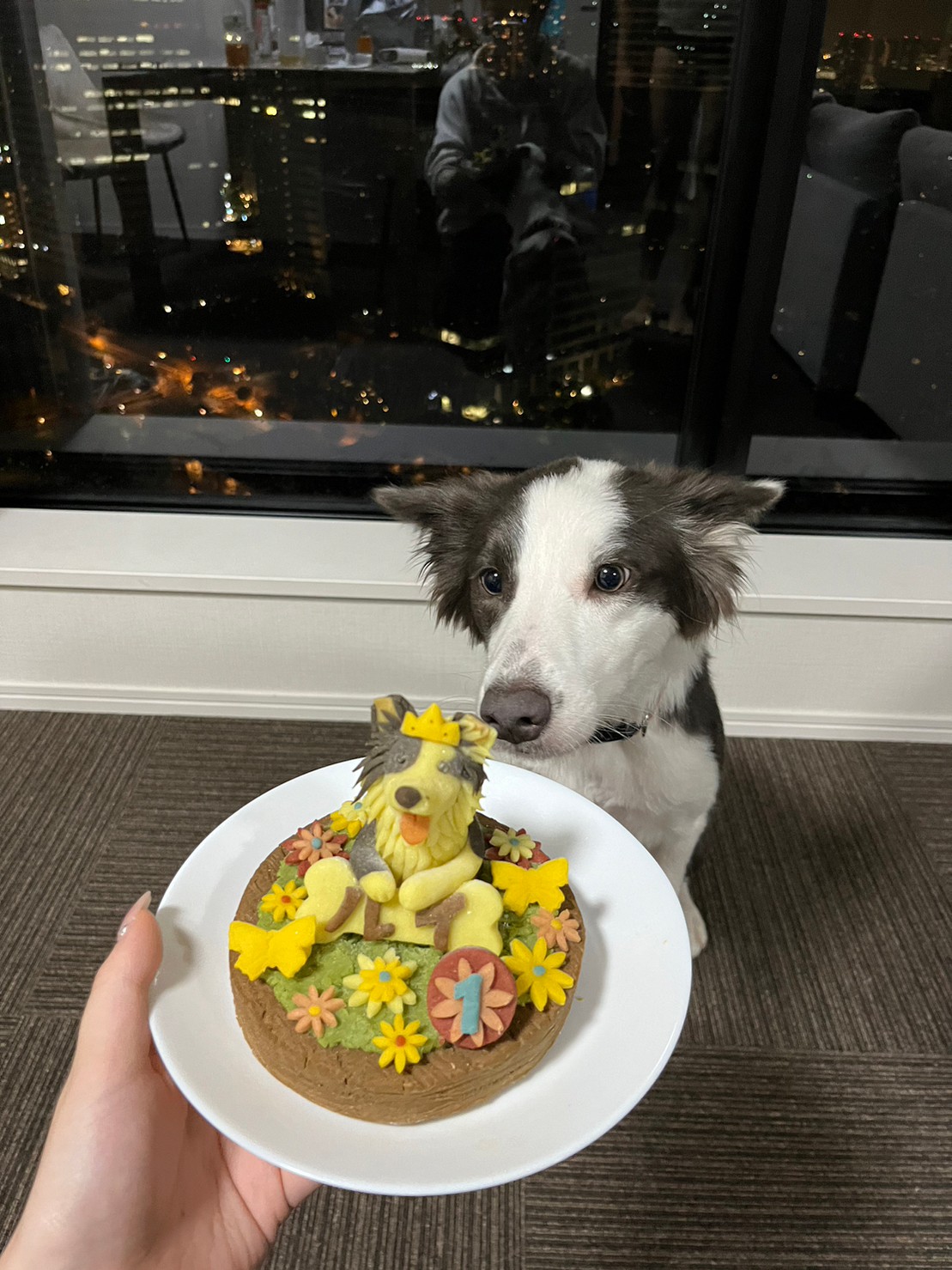 🎂ルイ、1歳になりました！｜ボーダーコリーのルイの日記
