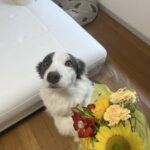 花を見るルイ