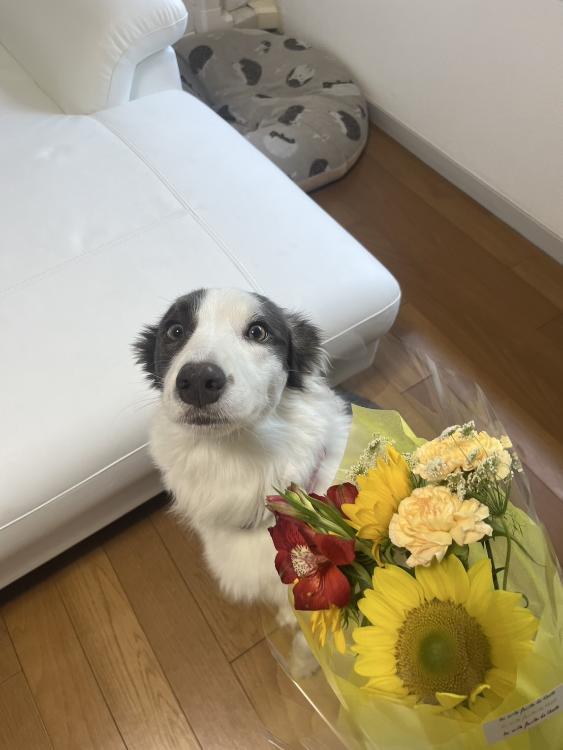 花を見るルイ