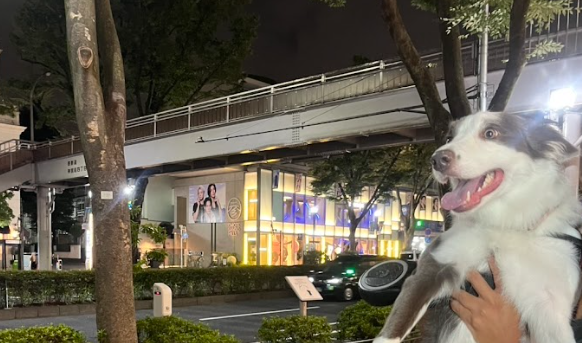 いつもの原宿ナイトさんぽ🐾｜ボーダーコリーのルイの日記