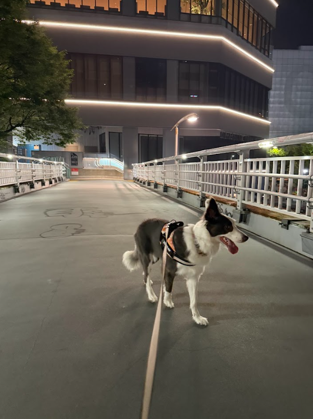 渋谷陸橋