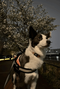 お花見をするルイ