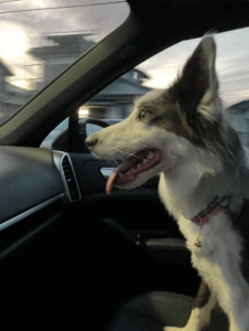 ドライブをするルイ