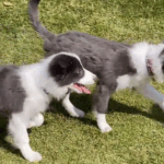 兄弟とあったよ