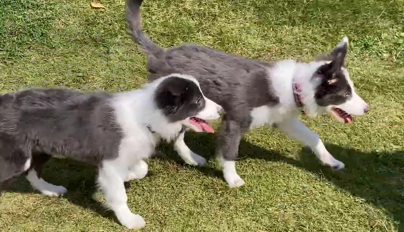 🐶兄弟と再会！ドッグランでかけっこしたよ｜ボーダーコリーのルイの日記