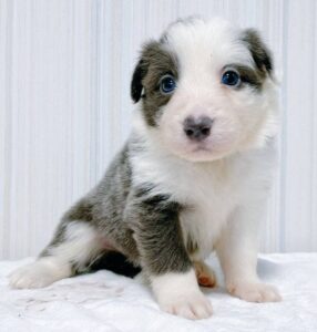 はじめましてルイです