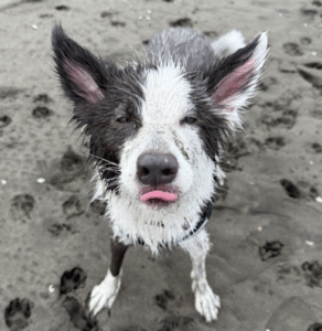 アイキャッチルイ